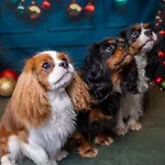 Pensionat Domaine De Stella Nature&spa 3*